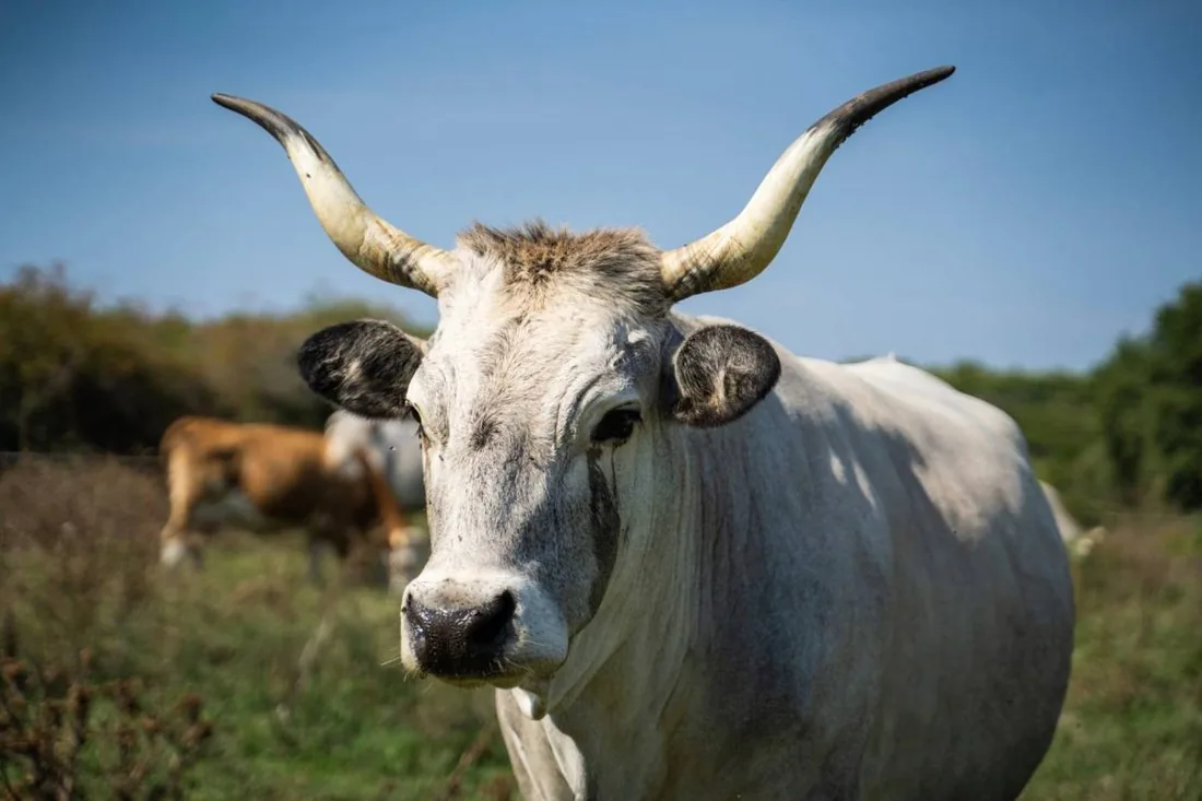 Il bue istriano boskarin alla fattoria Istrian Farm